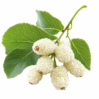 White-Mulberry